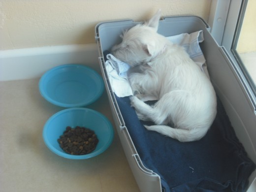 Se quedó dormida nada más llegar a casa